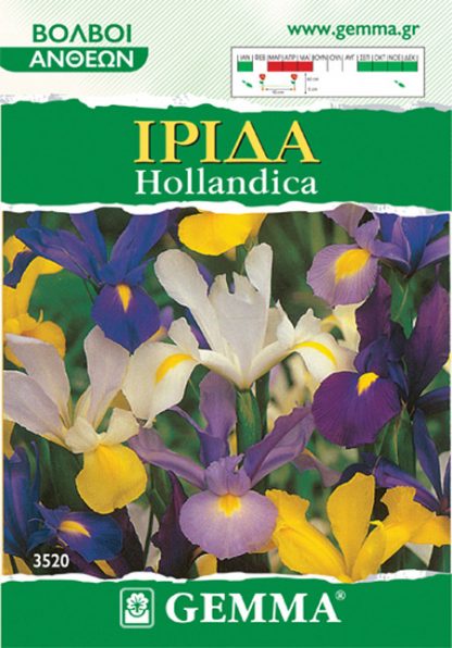 Ίριδα hollandica μίγμα