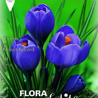 Κρόκος Γίγας Flower Record