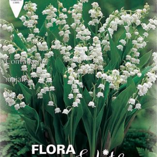 Μιγκέ Convallaria