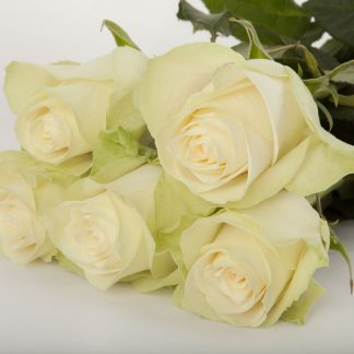 Λευκά Τριαντάφυλλα Athena