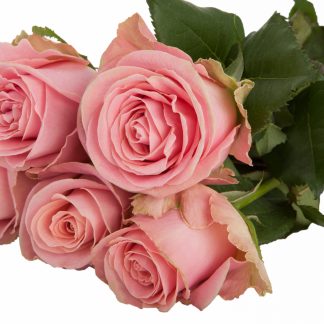 Ροζ Τριαντάφυλλα Hermosa