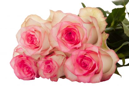 Ροζ Τριαντάφυλλα Jumilia