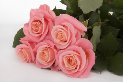 Ροζ Τριαντάφυλλα Miss Piggy