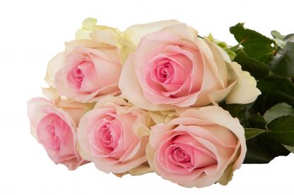 Ροζ Τριαντάφυλλα Sorbet Avalanche