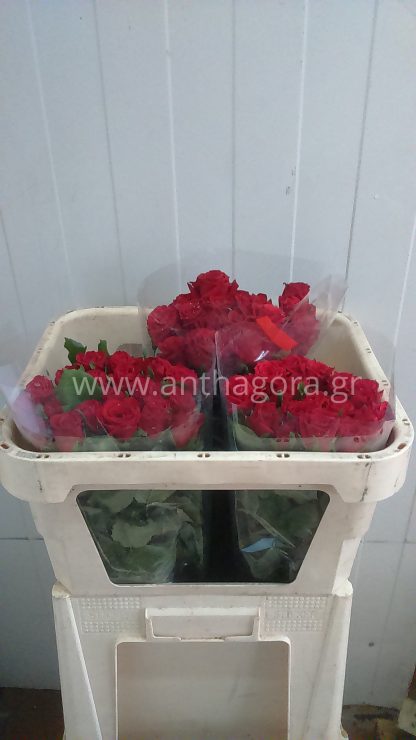 Τριαντάφυλλα Bordeaux