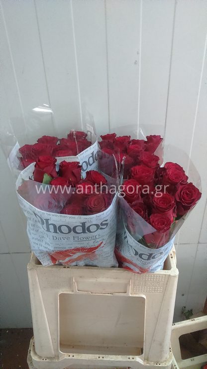 Τριαντάφυλλα Rhodos