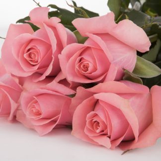 Τριαντάφυλλα Ace Pink