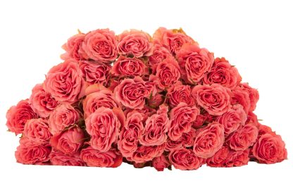 Τριαντάφυλλα Bellalinda Glee