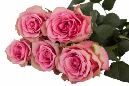 Τριαντάφυλλα Lovely Rhodos