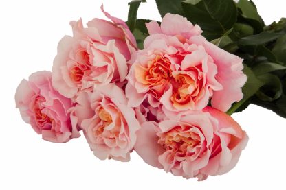 Τριαντάφυλλα Mayra Peach