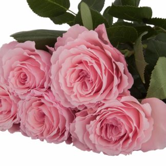 Τριαντάφυλλα Mayra Pink