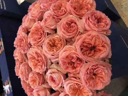 Τριαντάφυλλα Pink Xpression