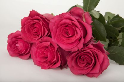 Τριαντάφυλλα Pink Phodos