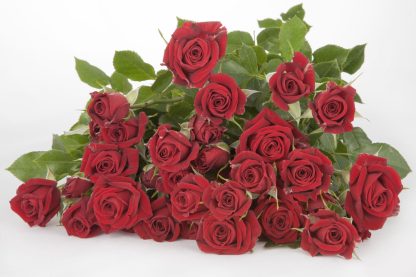 Τριαντάφυλλα Pushkin