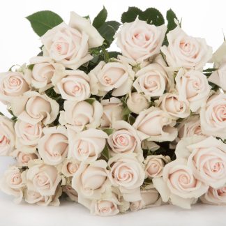 Τριαντάφυλλα Royal Porcelina