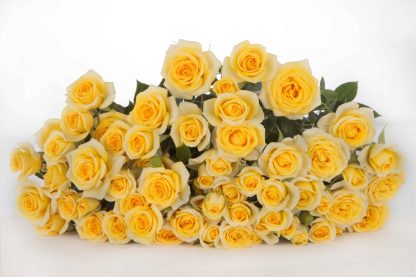 Τριαντάφυλλα Yellow Base