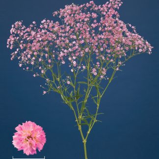 Γυψοφύλλη - Gypsophila My Pink