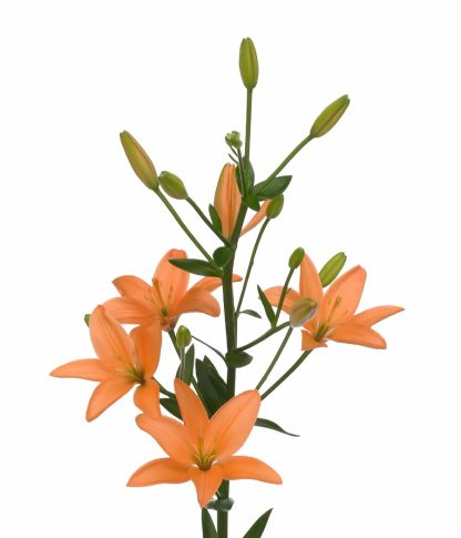 Κρίνος - Λίλιουμ Orange Cocotte