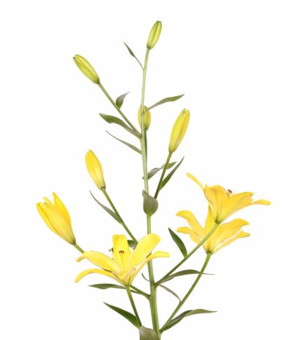 Κρίνος - Λίλιουμ Yellow Cocotte
