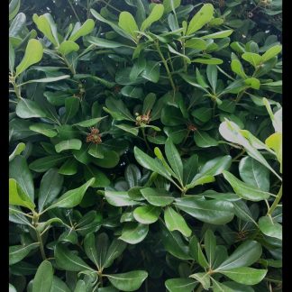 Αγγελική Κοινή Pittosporum tobira