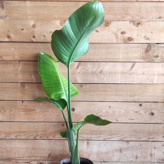 Στερλίτσια - Strelitzia spp.