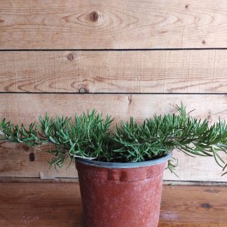 Δεντρολίβανο έρπον - Rosmarinus officinalis ''prostratus"