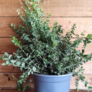 Ευώνυμο έρπον - Euonymus fortunei