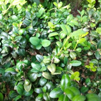 Πυξάρι τσιμισίρι - Buxus sempervirens