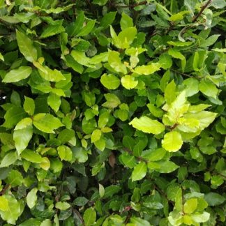 Δάφνη Απόλλωνος - Laurus nobilis