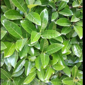 Βιβούρνο Λουσίντουμ - Viburnum Lucidum