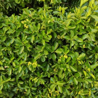Ευώνυμο το ιαπωνικό - Euonymus japonicus