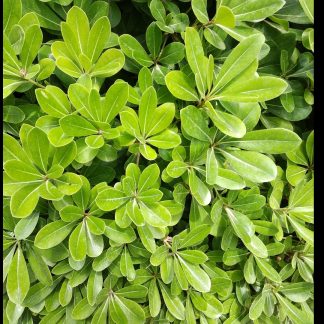 Αγγελική νάνα - Pittosporum tobira "nanum"