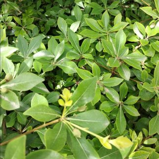 Αγγελική μικρόφυλλη - Pittosporum heterophyllum