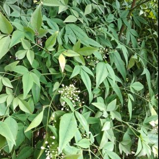 Ναντίνα - Nandina domestica