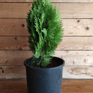 Τούγια κομπάκτα - Thuja orientalis ''aurea nana'