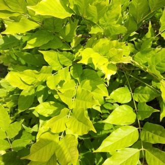 Γλυτσίνια - Wisteria sinensis