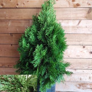 Τούγια έμεραντ - Thuja occidentalis ''emeraud''