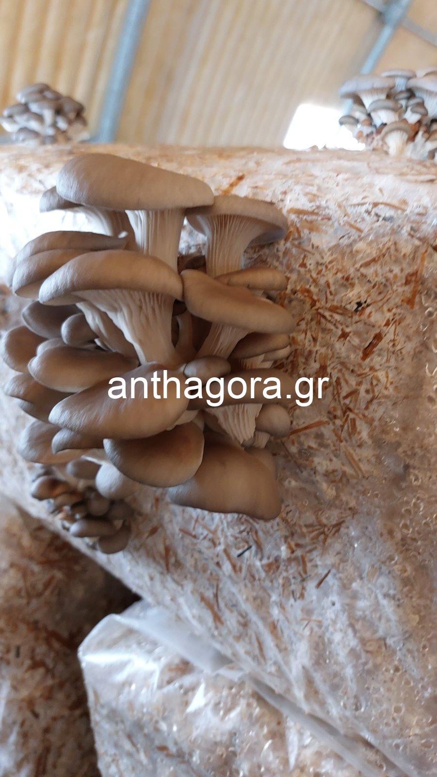 Μπλοκ Καλλιέργειας Μανιταριών - Μανιτάρια Pleurotus 17kg