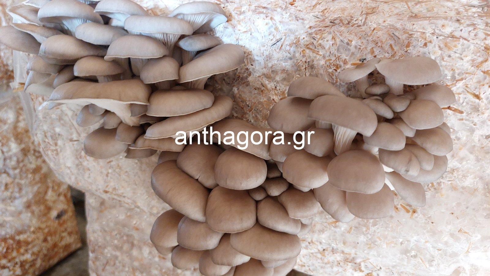 Μπλοκ Καλλιέργειας Μανιταριών - Μανιτάρια Pleurotus 17kg - Image 3
