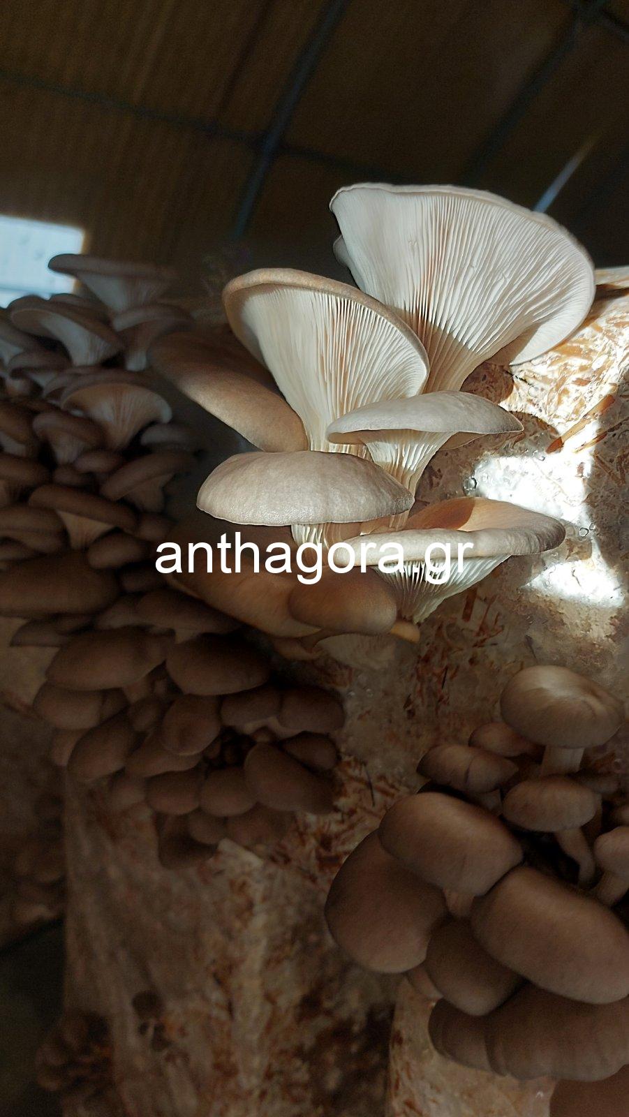 Μπλοκ Καλλιέργειας Μανιταριών - Μανιτάρια Pleurotus 17kg - Image 2