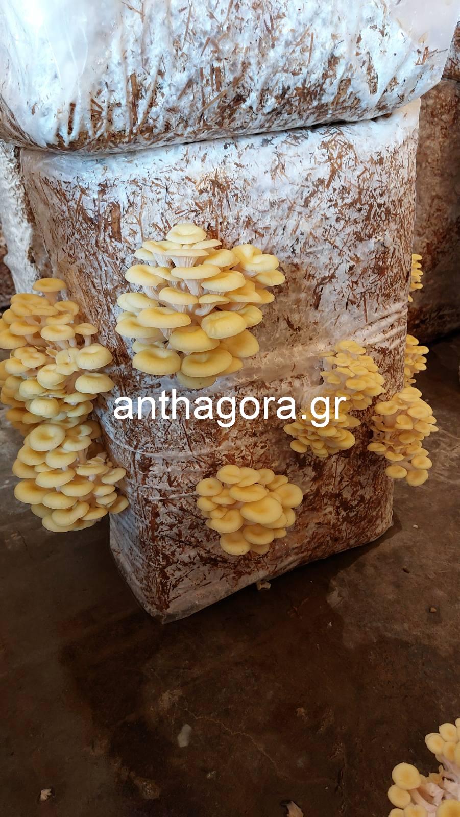 Μπλοκ Καλλιέργειας Μανιταριών - Μανιτάρια Pleurotus Κίτρινα 17kg - Image 2