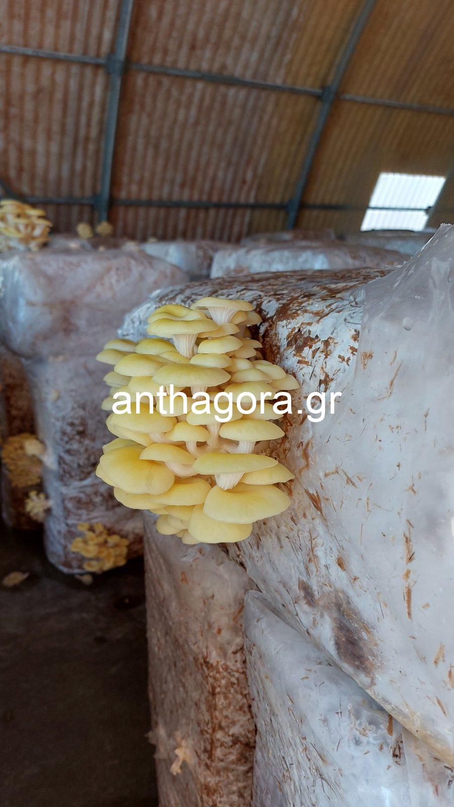 Μπλοκ Καλλιέργειας Μανιταριών - Μανιτάρια Pleurotus Κίτρινα 17kg