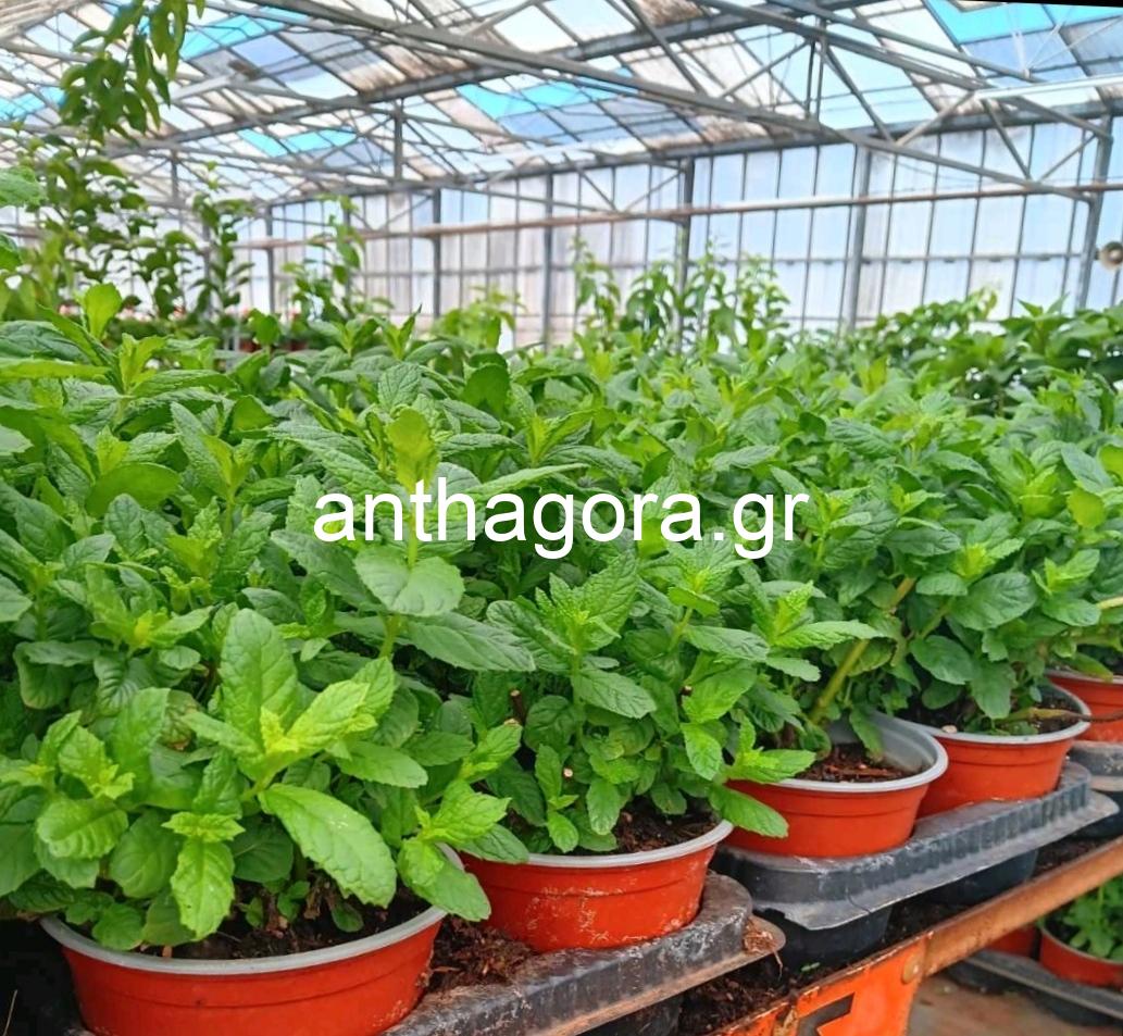 Δυόσμος - Mentha spicata