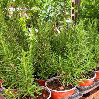 Δεντρολίβανο ορθόκλαδο - Rosmarinus officinalis