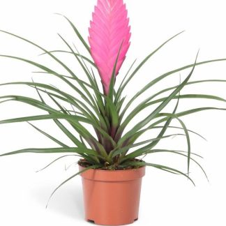 Τιλάνσια - Tillandsia cyanea