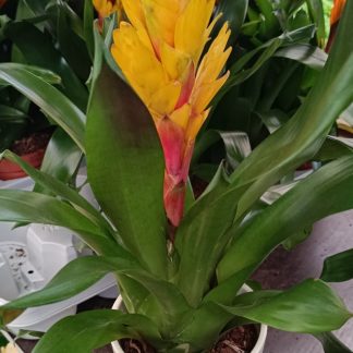 Βριέζια - Vriesea splendens