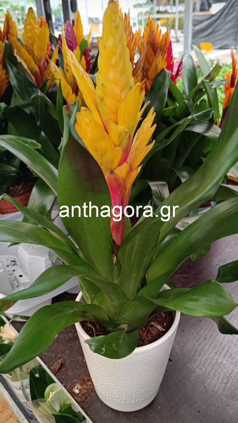 Βριέζια - Vriesea splendens