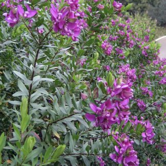 Πολύγαλα - Polygala myrtifolia