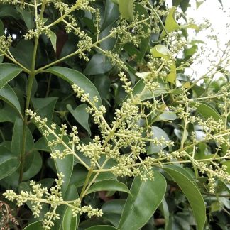 Λιγούστρο κοινό - Ligustrum japonicum