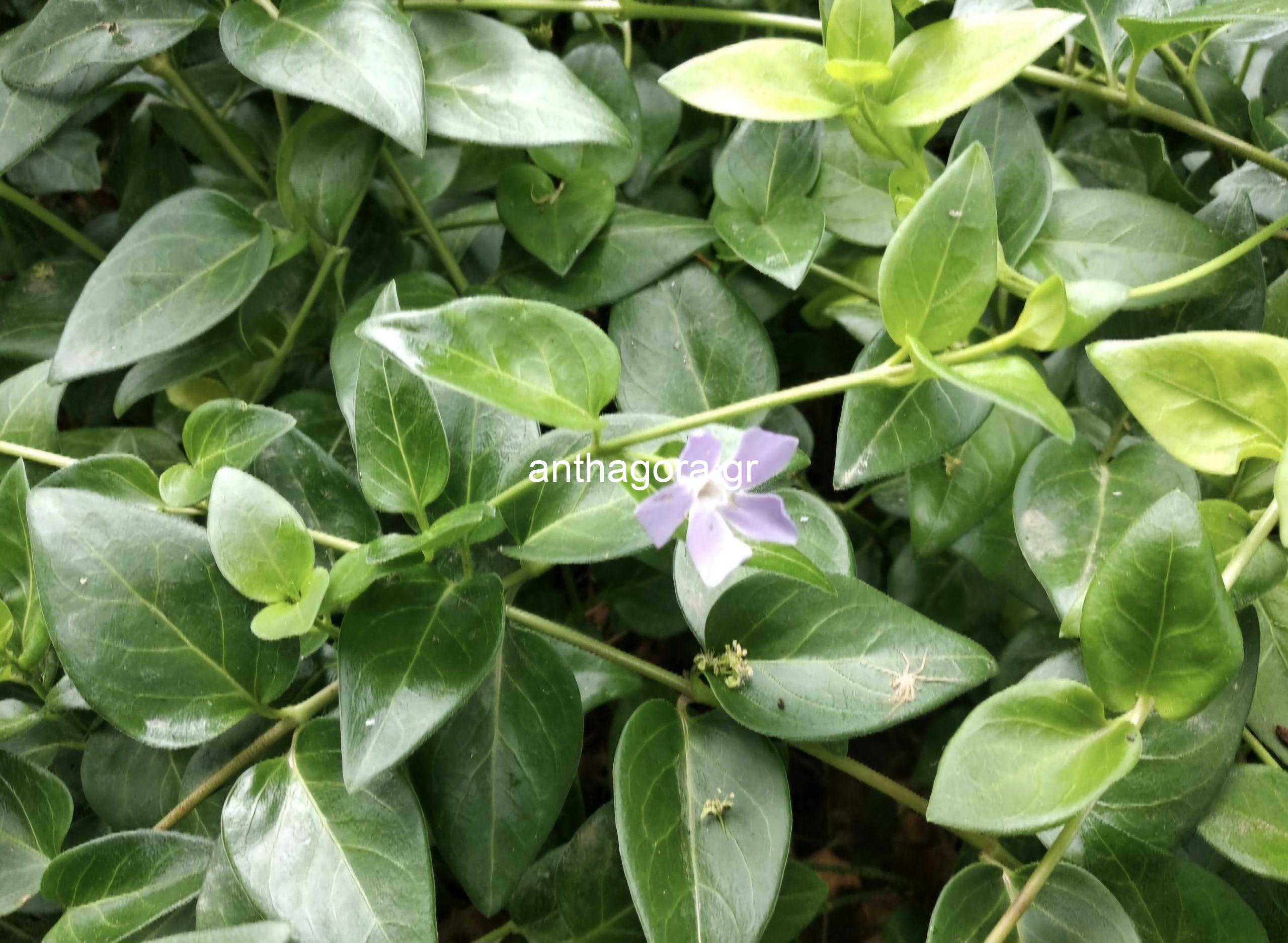 Βίγκα - Vinca minor